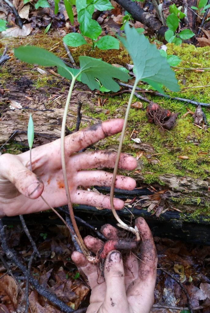 Anatomy of Sanguinaria canadensis