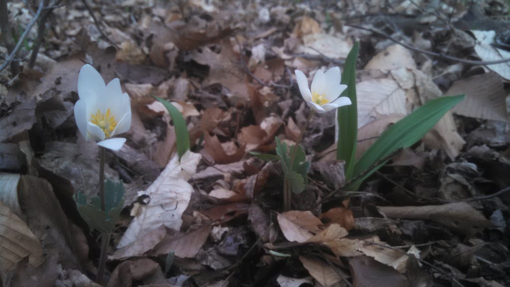 Bloodroots emerging out of the ground in early spring.