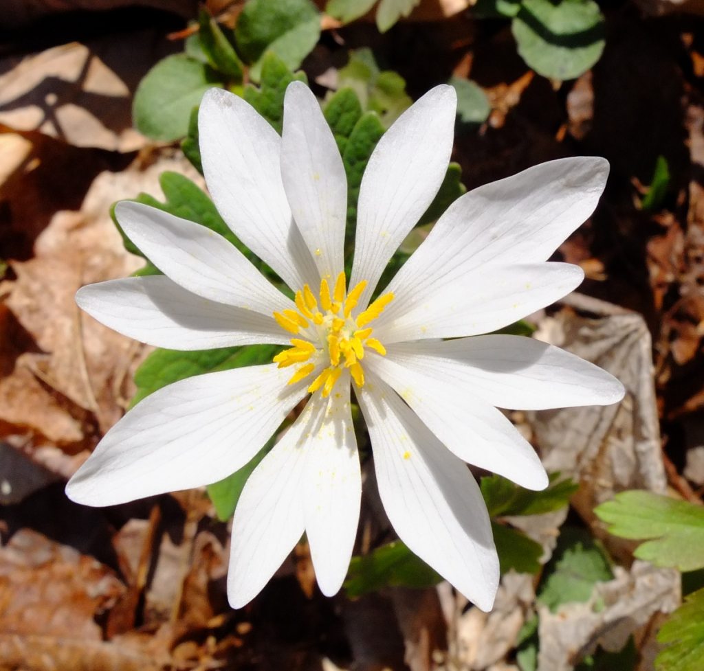 Bloodroot flower close-up