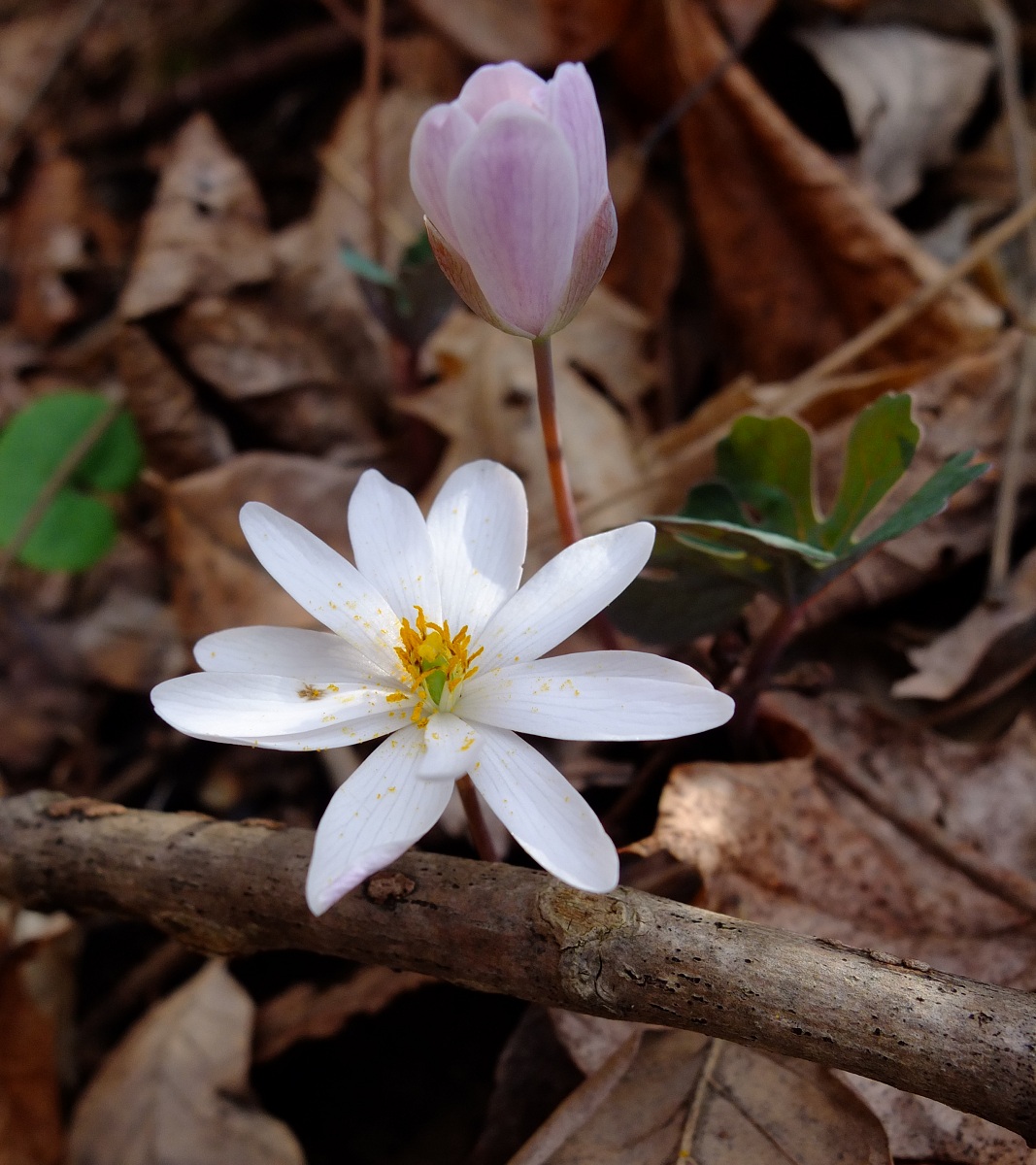 Bloodroot — Sanguinaria canadensis Nomad Seed Project
