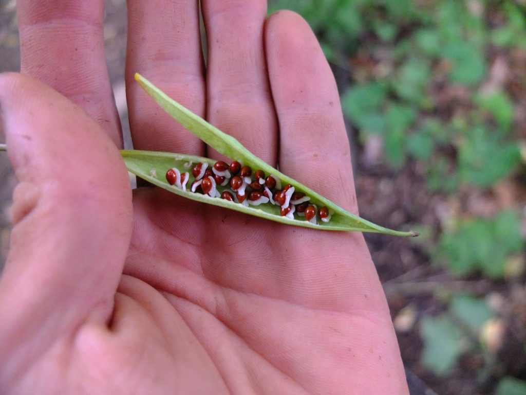 Bloodroot seed