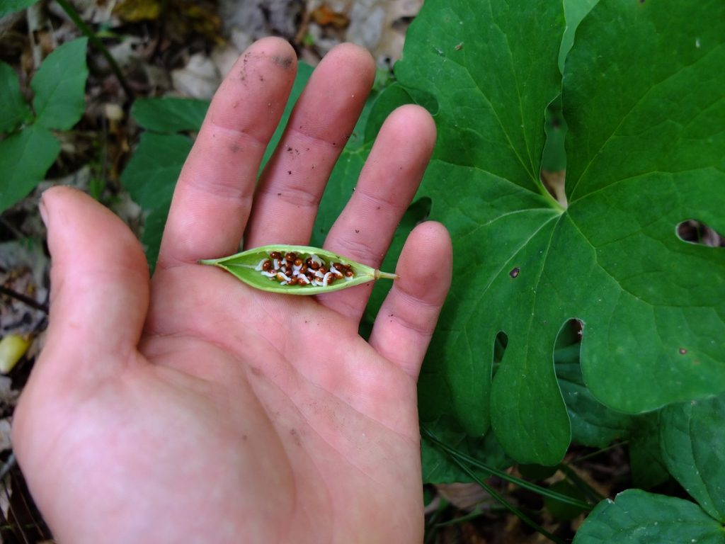 Bloodroot seed