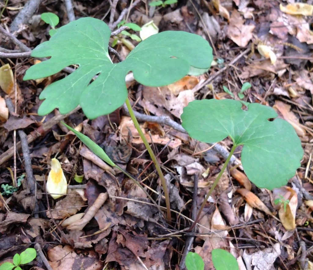 Bloodroot seed ripens in late spring.
