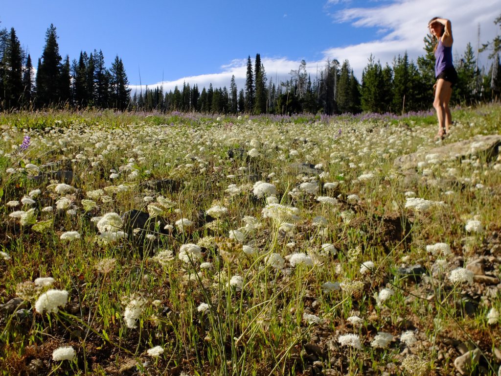 Field of yampah (Perideridia gairdneri) in Wallowa-Whitman National Forest. Photo by Kollibri Sonne-Terrablume.