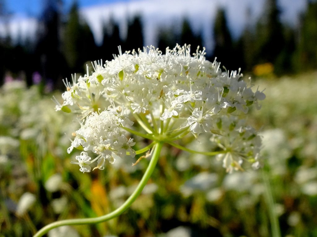 Yampah (Perideridia gairdneri). Photo by Kollibri Sonne-Terrablume.