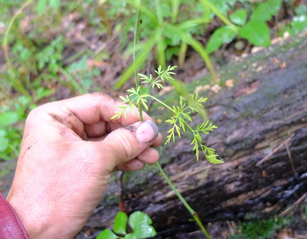 Leaves of Perideridia americana