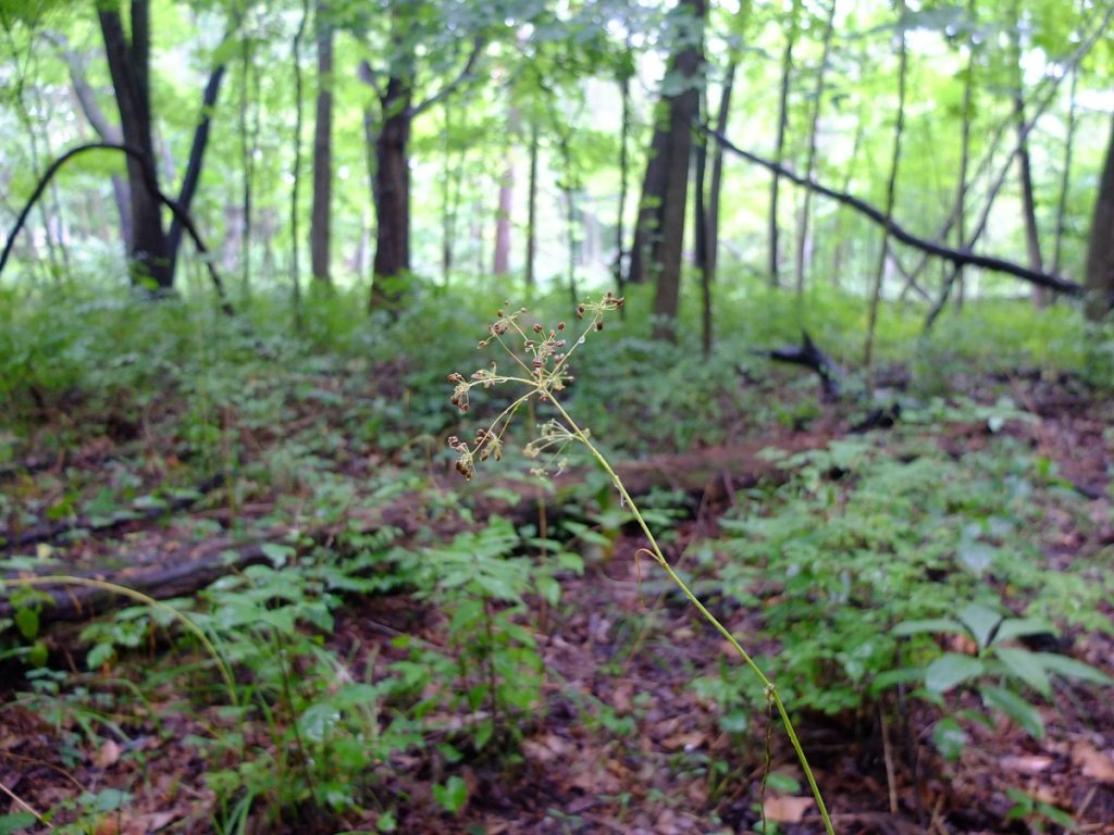 Eastern yampah going to seed in an oak-hickory woodland alongside a small stream.