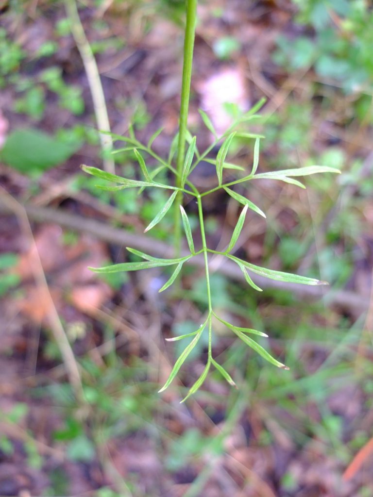 Leaflets of Perideridia americana showing their pinnate structure.