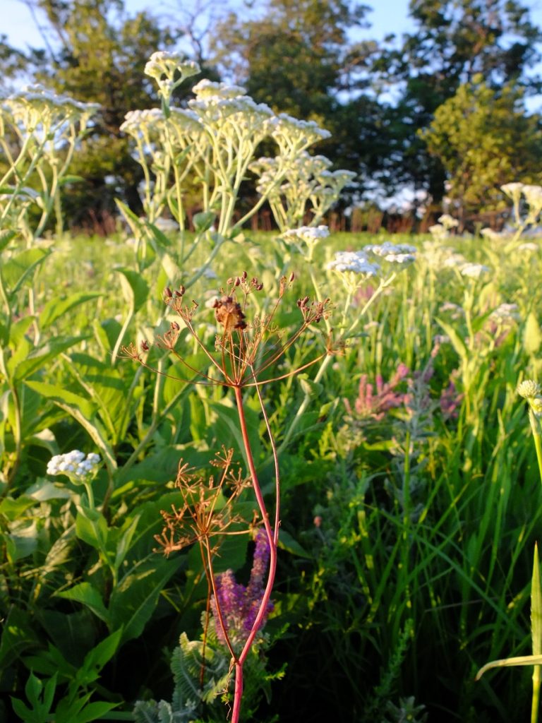 Eastern yampah (Perideridia americana) in a remnant black-earth prairie at a pioneer cemetery in east-central Illinois.