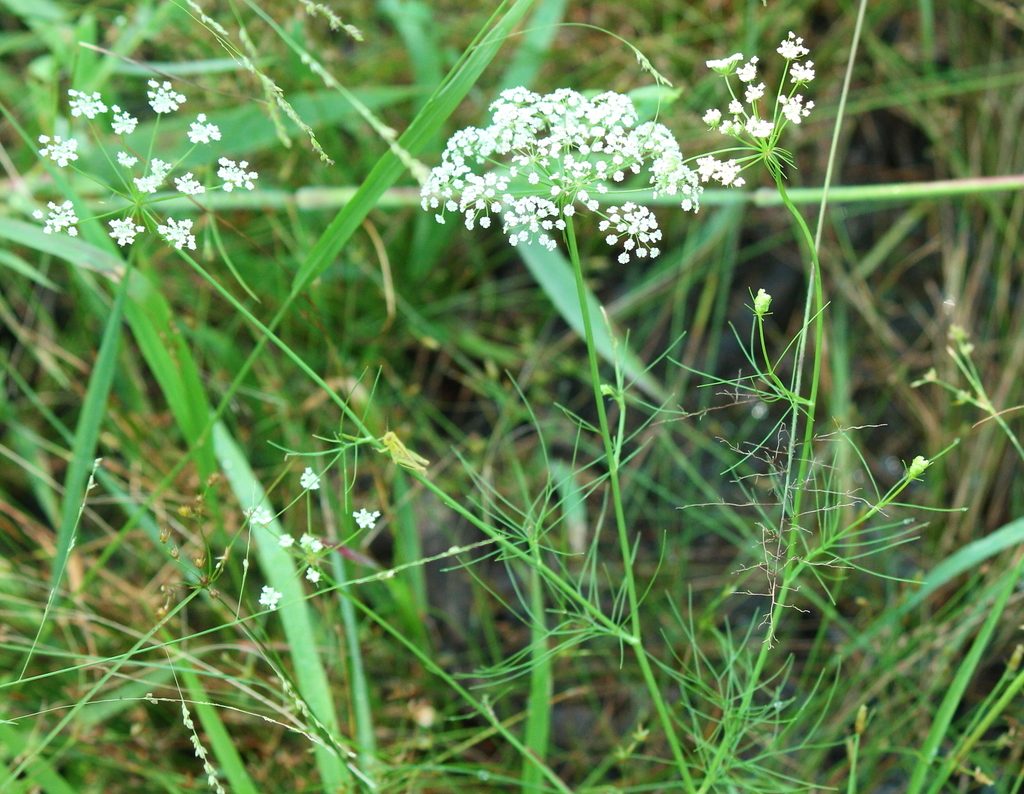 Perideridia americana, "eastern yampah"