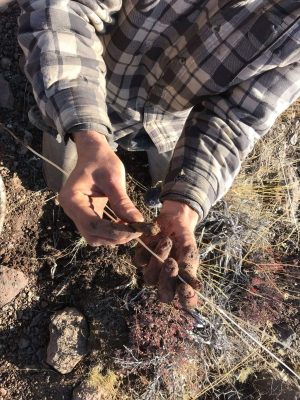 The root of Perideridia bolanderi, "yabba" to the Paiute in Numu.