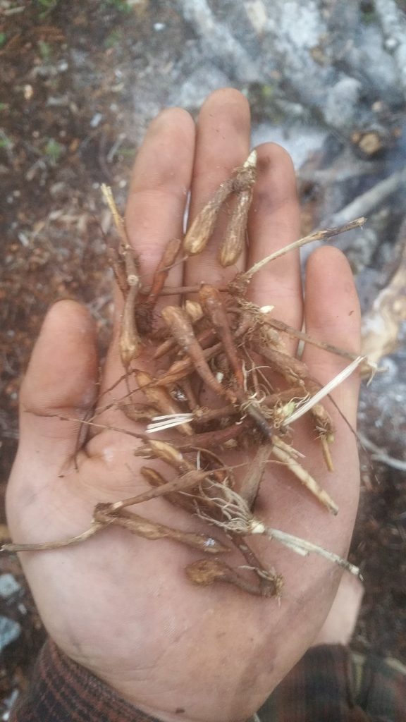 Autumn-gathered roots of Yampah (Perideridia gairdneri). Late November 2016 in southwestern Oregon.