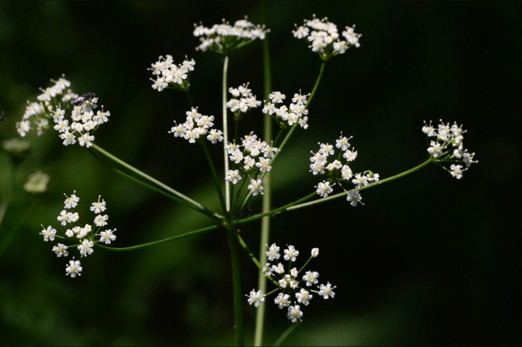 White blossoms of Perideridia americana, which flowers in April or May.