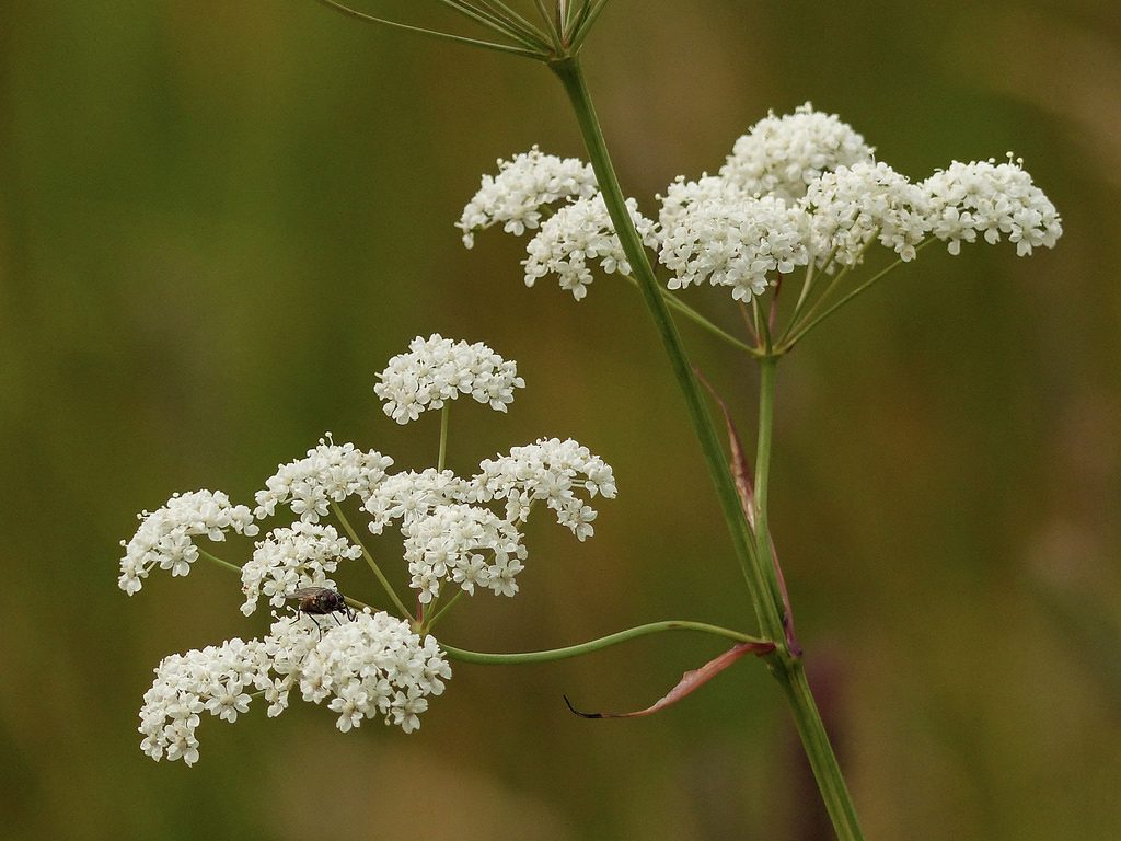 Perideridia gairdneri photo by Ann Kelliott.