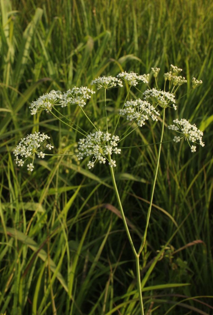 Perideridia americana -- eastern yampah -- in its habitat.