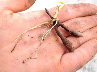 The tuberous roots of Perideridia gairdneri, showing the fascicled structure and growth habit of yampah.