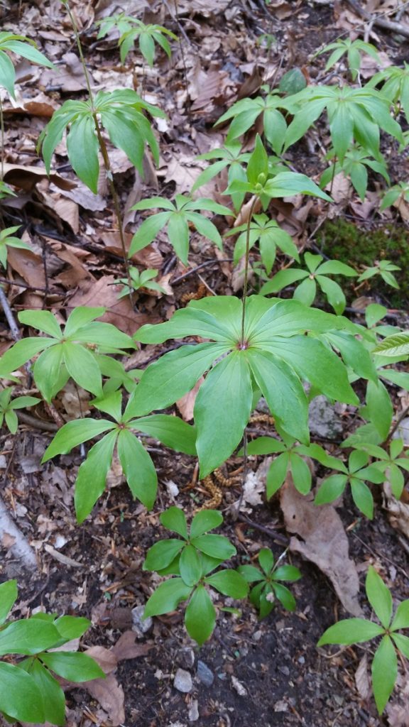A colony of cucumber root (Medeola virginiana)