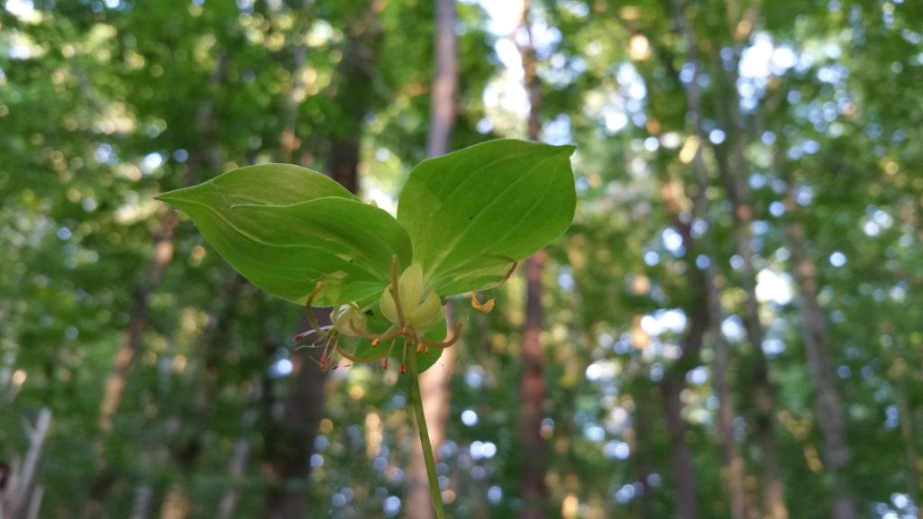 The nodding yellow flowers of cucumber root (Medeola virginiana)