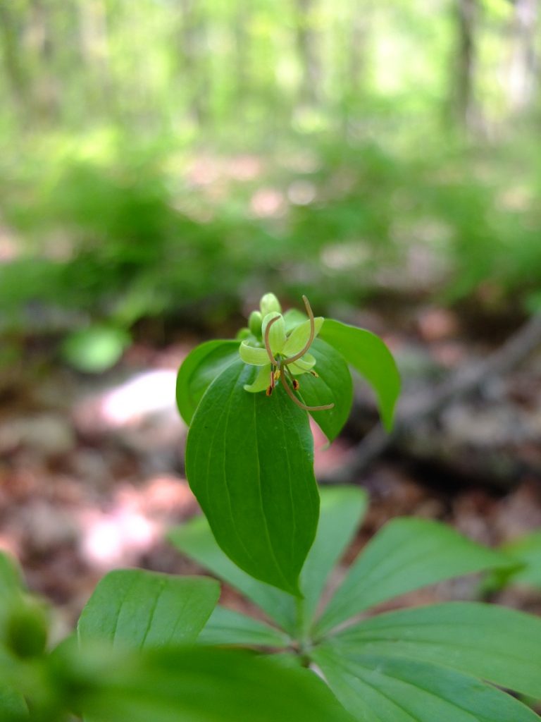 The pale-yellow flowers of cucumber root (Medeola virginiana)