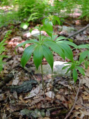 Flowering cucumber root (Medeola virginiana)