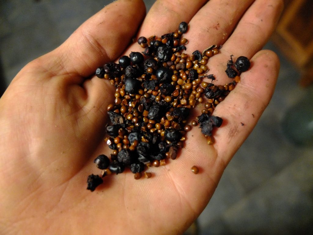 Fresh seeds and berry-skins of cucumber root (Medeola virginiana)