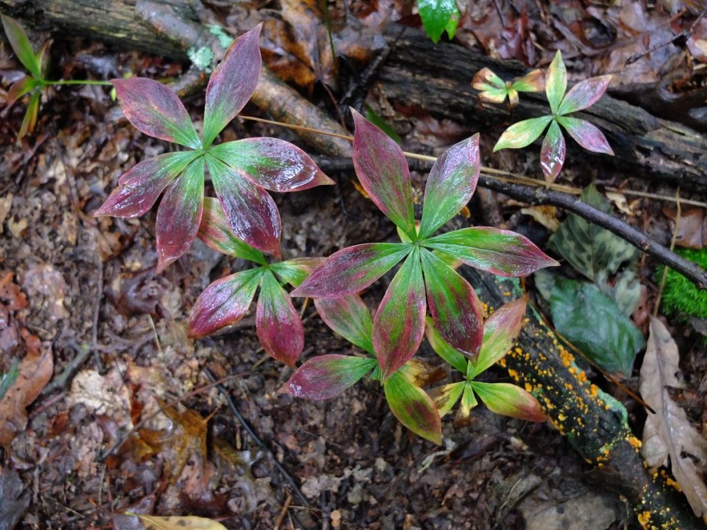 The leaves of cucumber root turning color preceding fall dormancy.