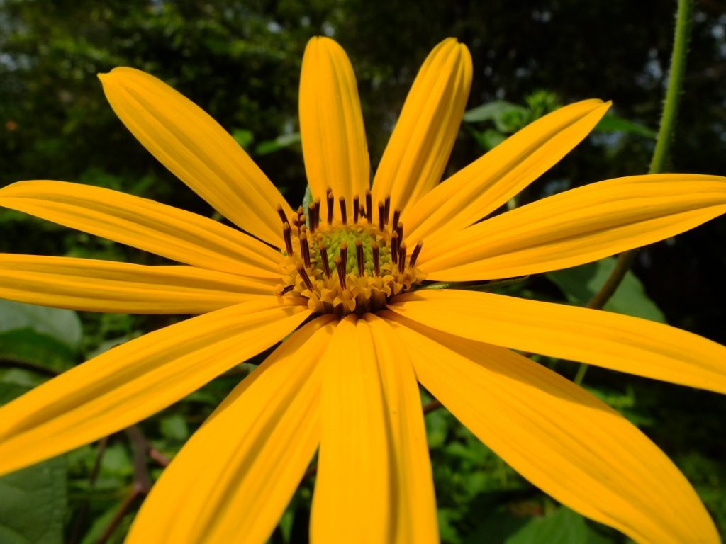 Male anthers of Helianthus tuberosus flowers