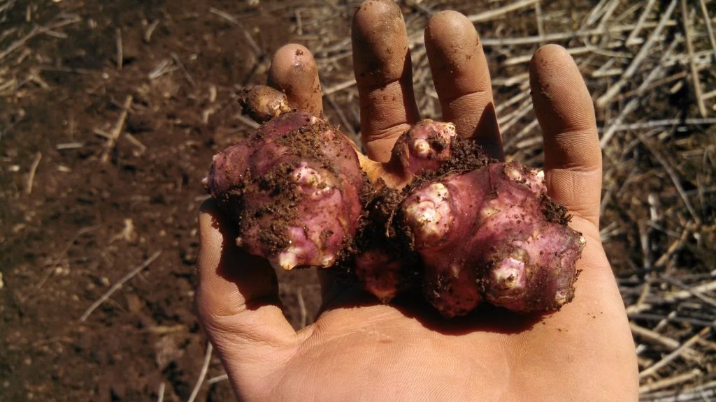 The tubers of tuberosus