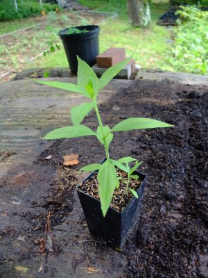 Helianthus tuberosus in the first year