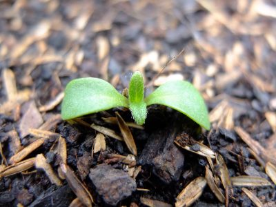 Helianthus tuberosus germination