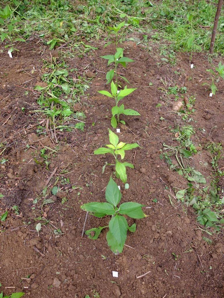 Helianthus tuberosus seed trials 2016