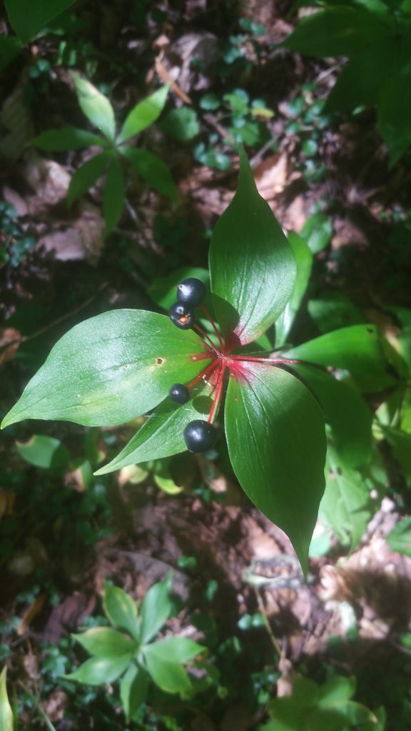 Ripened berries of cucumber root (Medeola virginiana) in late August / early September.