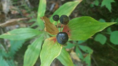 Ripened berries of cucumber root on a plant approaching its dormancy in the autumn.