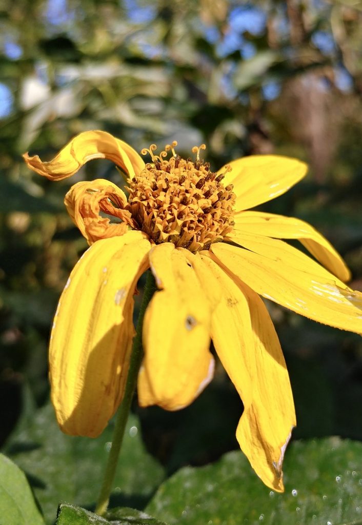 Female stigmas of Helianthus tuberosus flowers