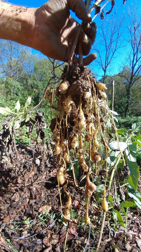 Yield from a single seed-grown Helianthus tuberosus plant after its first year