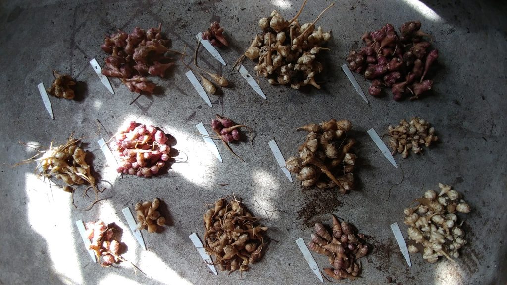 Yield from 17 - 1 (not pictured) = 16 Helianthus tuberosus seed-grown plants after their first year