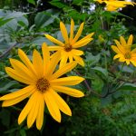 Helianthus tuberosus in flower