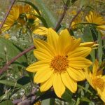 Sawtooth Sunflower