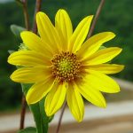 Hairy Sunflower