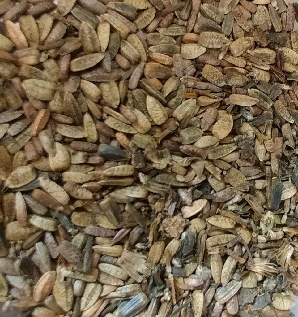 Helianthus tuberosus seed harvest 2017