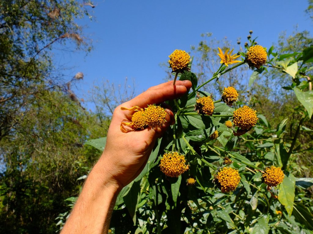 Large, fully-seeded flower heads of Helianthus tuberosus