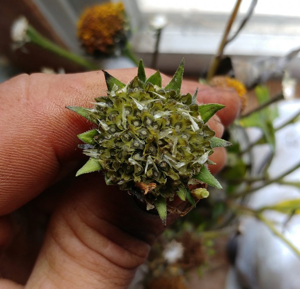 Nearly every disc floret in the flowering head was fertilized and set viable true seed