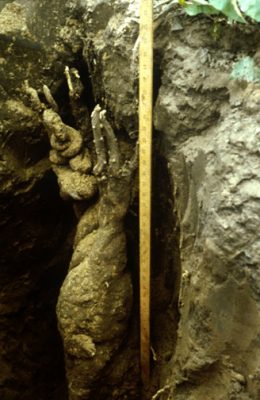 Man-of-the-Earth, the enormous root of Ipomoea pandurata (photo: Ohio State University / unknown source)