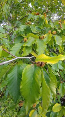 Beechnuts on Fagus grandifolia