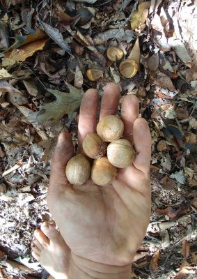 Mockernut hickories from Carya tomentosa