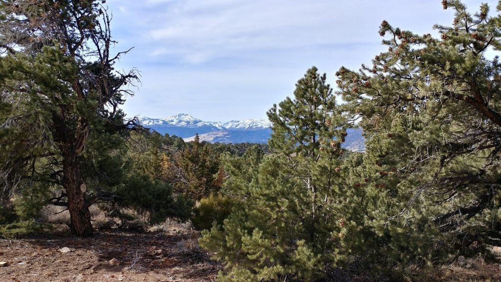 Pinyon-juniper woodland overlooking the Sierras