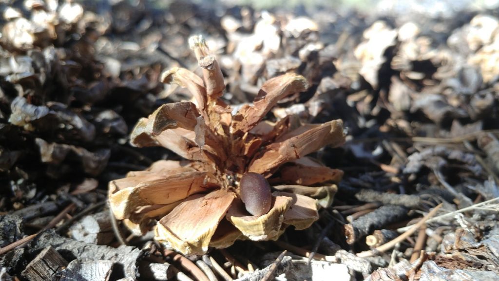 Pinenut inside the cone of Pinus monophylla