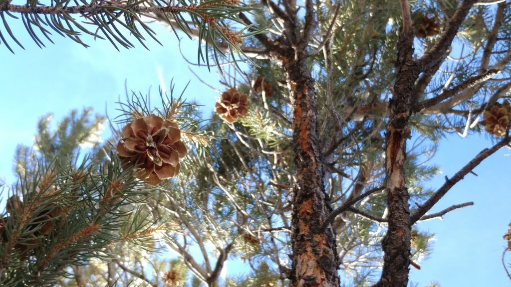 Open cones revealing pinenuts