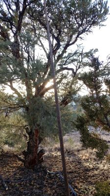 Pinenut flail made from the dead trunk of what was a young ponderosa pine.