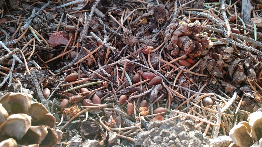 A litter of pinenuts
